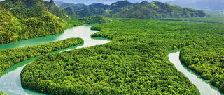View-Mangrove-Langkawi-Area